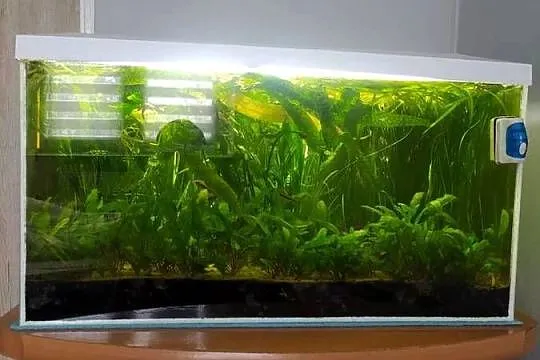 Akwarium 120L z wyposażeniem, Lubelskie, Palikije Pierwsze