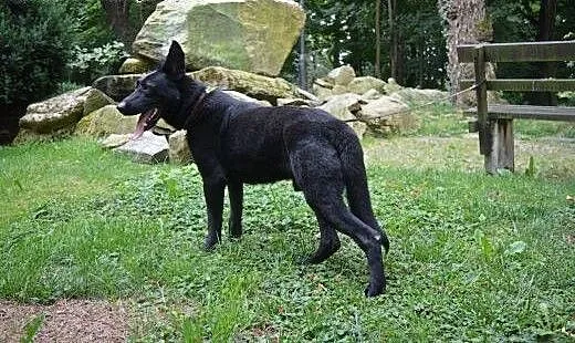 Nero w typie Owczarka Belgijskiego szuka domu :),
