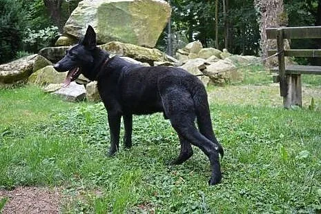 Nero w typie Owczarka Belgijskiego szuka domu :), dolnośląskie Świdnica