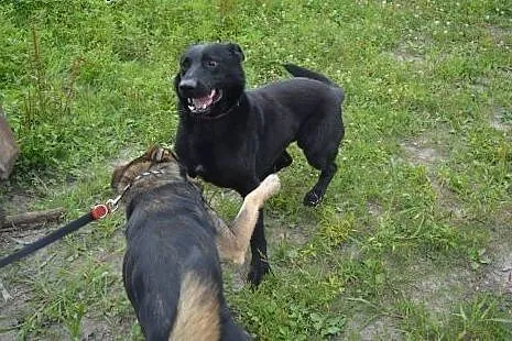 Nero w typie Owczarka Belgijskiego szuka domu :), 