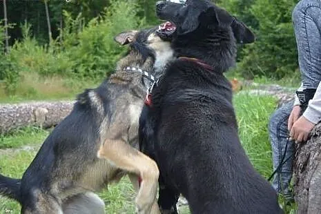 Nero w typie Owczarka Belgijskiego szuka domu :), 