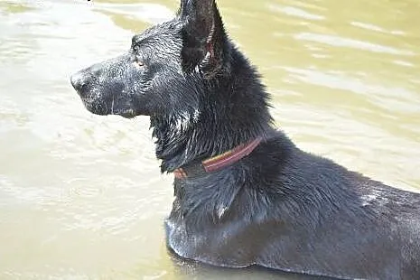 Nero w typie Owczarka Belgijskiego szuka domu :), 