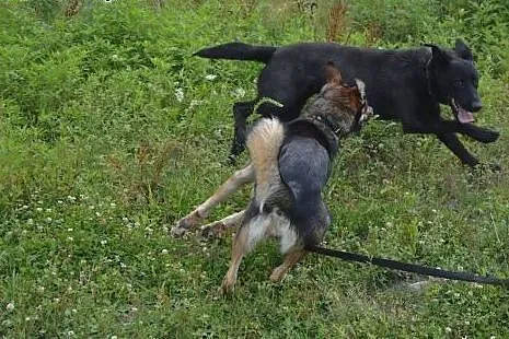 Nero w typie Owczarka Belgijskiego szuka domu :), 