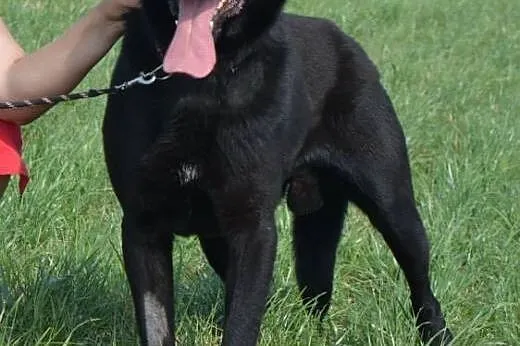 Nero w typie Owczarka Belgijskiego szuka domu :), 