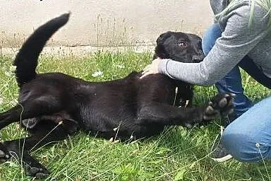 Nero w typie Owczarka Belgijskiego szuka domu :), 