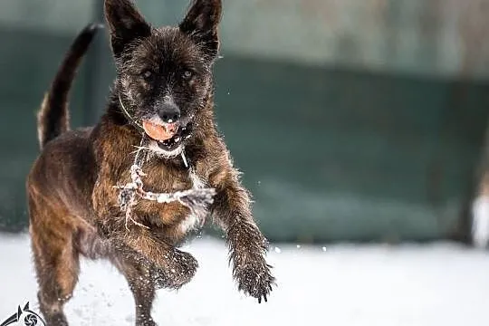Podaruj trochę swojego serca Londi - suni w typie terriera :), Śląskie, Katowice