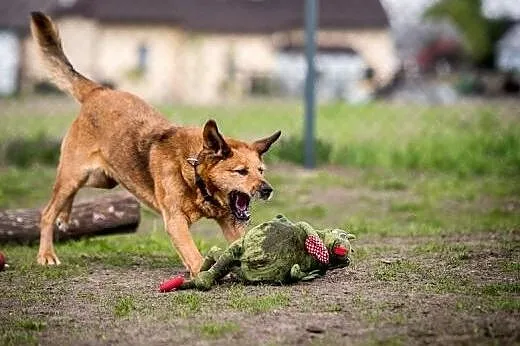 Urocza Leila szuka kochającego człowieka,  dolnośl