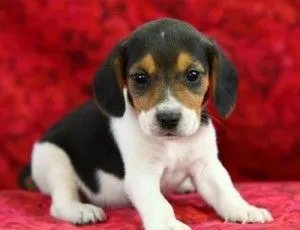 Szczeniak rasy beagle, wychowany w domu, na sprzedaż, , Zielona Góra
