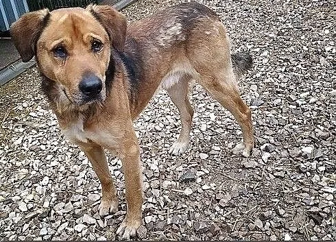 Stróżujący,duży 25 kg,młody 1,5 roku,zaszczepiony pies SYLWEK.Adopcja., Łódzkie, Łódź