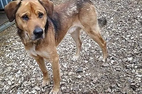 Stróżujący,duży 25 kg,młody 1,5 roku,zaszczepiony pies SYLWEK.Adopcja., Łódzkie, Łódź