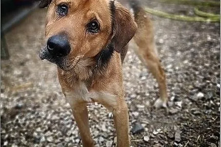 Stróżujący,duży 25 kg,młody 1,5 roku,zaszczepiony pies SYLWEK.Adopcja., Łódzkie, Łódź