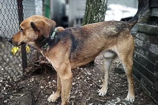 Stróżujący,duży 25 kg,młody 1,5 roku,zaszczepiony pies SYLWEK.Adopcja., Łódzkie, Łódź