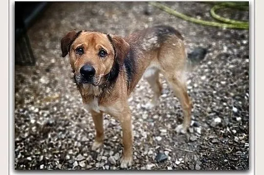 Stróżujący,duży 25 kg,młody 1,5 roku,zaszczepiony pies SYLWEK.Adopcja., Łódzkie, Łódź