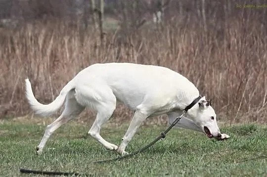 OSKAR Chart Polski do adopcji