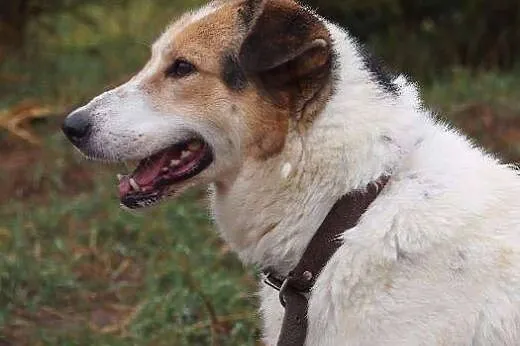 Aisza wspaniała sunia w średnim wieku szuka kochaj