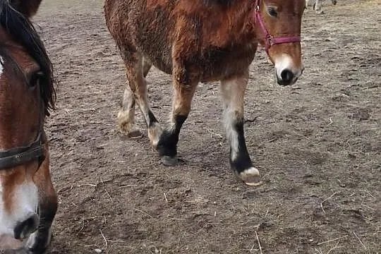 Sprzedam źrebówki zimnokrwiste