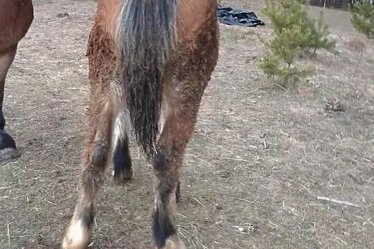 Sprzedam źrebówki zimnokrwiste