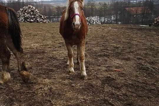 Sprzedam źrebówki zimnokrwiste