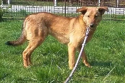 LAKI - 3 letni, delikatny i nieśmiały psiak do adopcji,  mazowieckie Warszawa, Mazowieckie, Warszawa