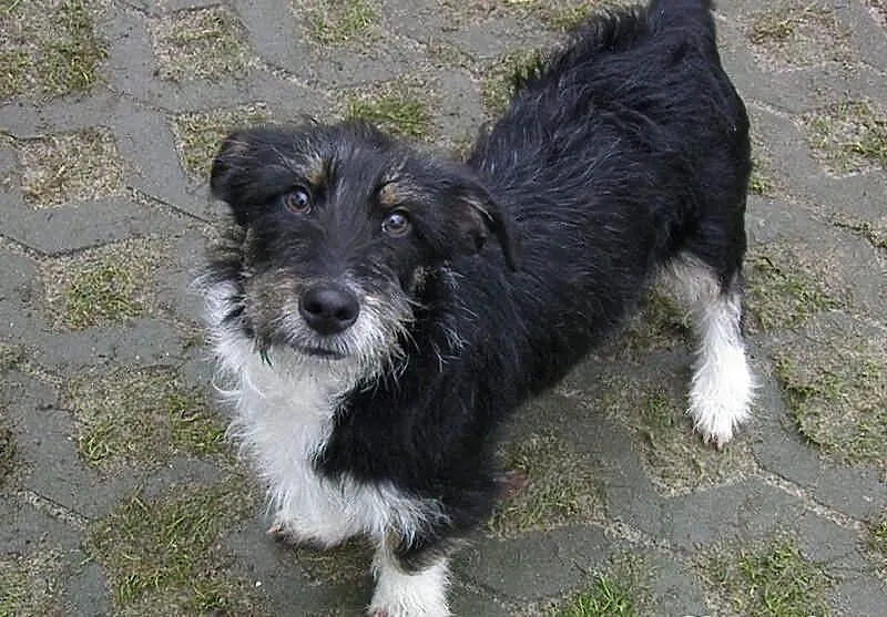 Mikrus DEX szuka domu