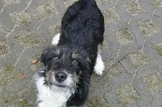Mikrus DEX szuka domu