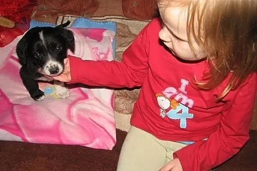malutki szczeniak do adopcji ,  dolnośląskie Wrocław