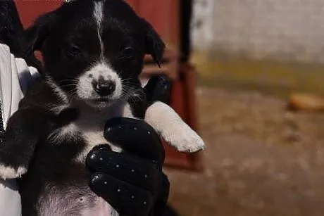 Malutki szczeniak do adopcji ,  dolnośląskie Wrocł