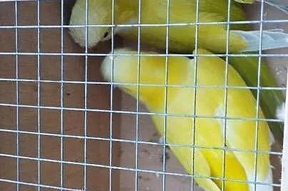 Mnichy nizinne dorosła lęgowa para lutino, Świętokrzyskie, Sandomierz