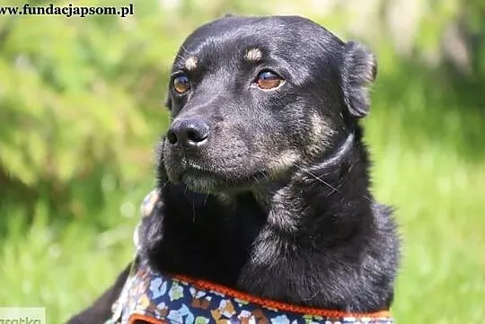 Kier - uroczy nieśmiałek, Mazowieckie, Nowy Dwór Mazowiecki