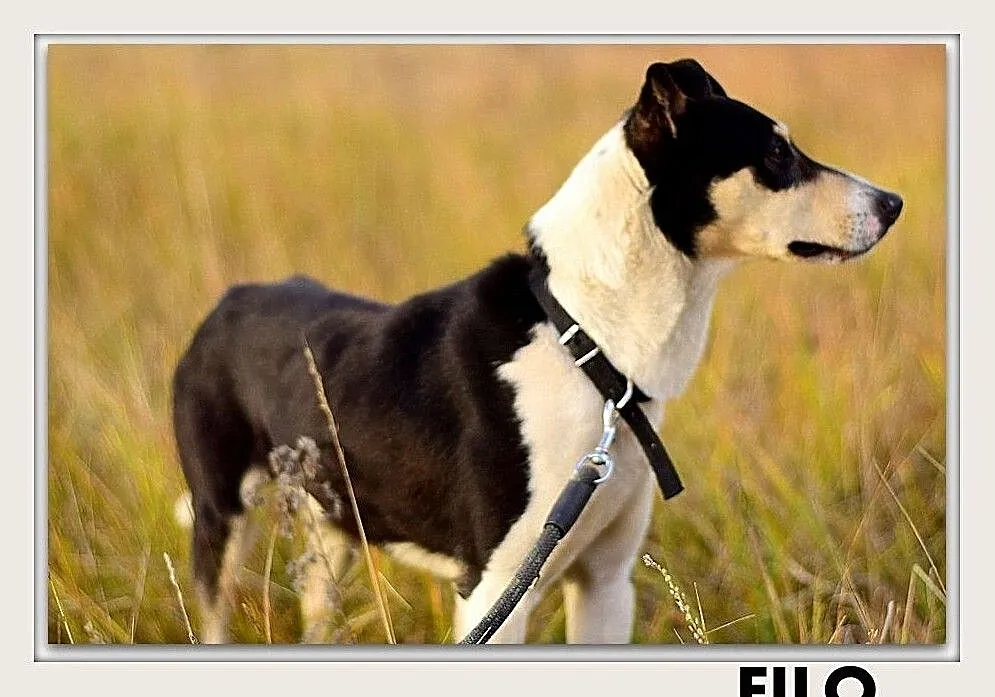 FILO,średni,łagodny,towarzyski,aktywny,szczepiony piesek.ADOPCJA, Mazowieckie, Warszawa