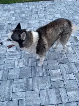 Oddam husky za darmo pilnie szukamy nowego domu!!!!!