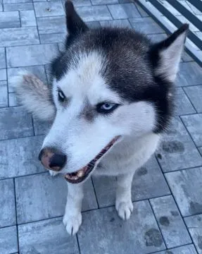 Oddam husky za darmo pilnie szukamy nowego domu!!!!!, , Kielce
