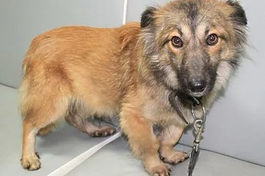 FIGA - śliczna, niewielka 8kg sunia szuka domu,  mazowieckie Warszawa