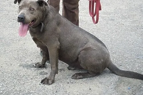 Blue... POMOCY! Od 7 lat czeka na dom!,  warmińsko