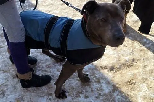 Blue... POMOCY! Od 7 lat czeka na dom!,  warmińsko