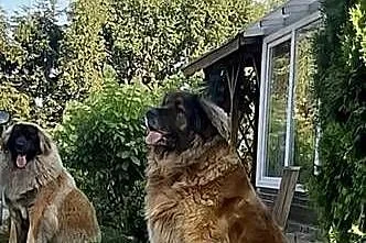 Leonberger szczeniaki