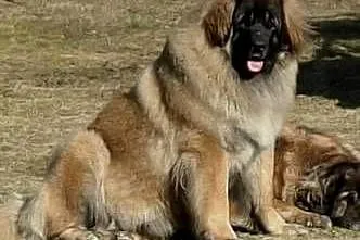 Leonberger szczeniaki, Zachodniopomorskie, Sławoborze