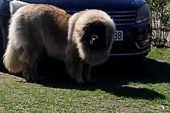 Leonberger szczeniaki, Zachodniopomorskie, Sławoborze