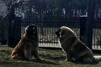 Leonberger szczeniaki, Zachodniopomorskie, Sławoborze