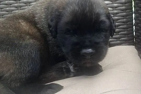 Leonberger szczeniaki, Zachodniopomorskie, Sławoborze