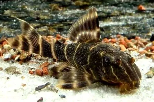 Glonojad L104 - L162 - LDA022 - Panaqolus maccus - ODŁÓW, Pomorskie, Gdańsk