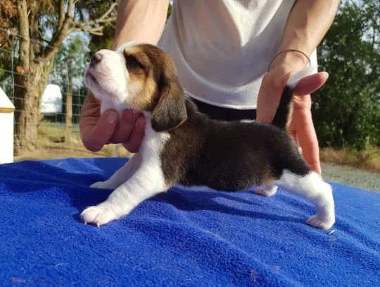 Szczenieta ..Beagle.. beagle..............{{mp047388@gmail.com}}, , Warszawka