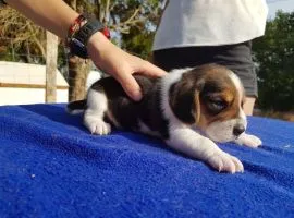 Szczenieta ..Beagle.. beagle..............{{mp047388@gmail.com}}