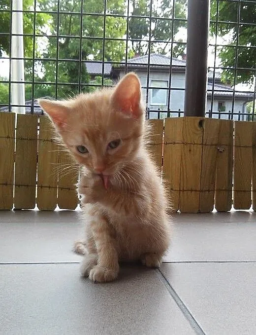Kociaczek Rubin poleca się do adopcji!! , mazowie