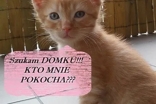 Kociaczek Rubin poleca się do adopcji!! ,  mazowie