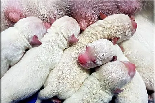 Labrador żółte/biszkoptowe szczenięta ZKWP/ FCI, Mazowieckie, Chynów