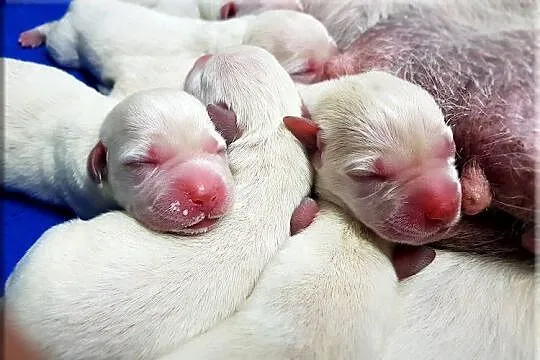 Labrador żółte/biszkoptowe szczenięta ZKWP/ FCI, Mazowieckie, Chynów