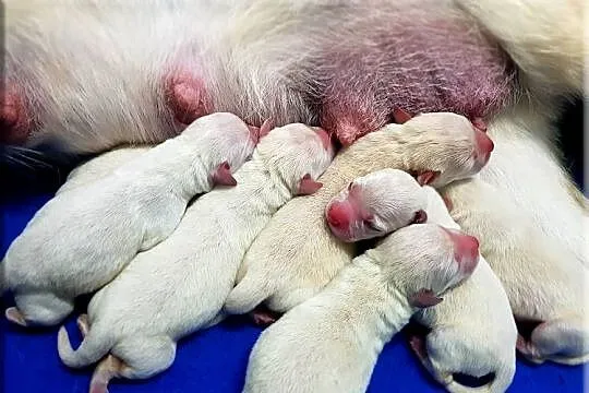 Labrador żółte/biszkoptowe szczenięta ZKWP/ FCI, Mazowieckie, Chynów