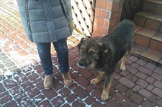 Przyjazny, smutny Łobuz_ Czy chwyci za serce także Ciebie?