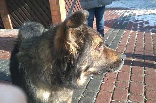 Przyjazny, smutny Łobuz_ Czy chwyci za serce także
